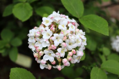 Viburnum x carcephalum - kalina kulovitá - květ